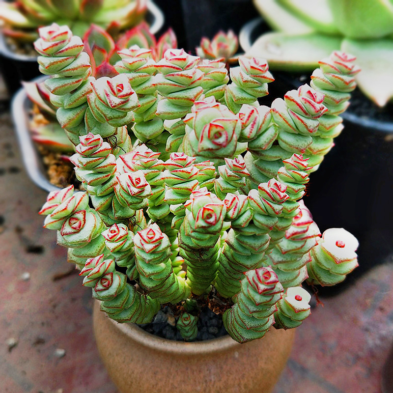 钱多多招财盆栽钱串多肉植物大颗老桩钱串子多肉盆栽含盆满49包邮