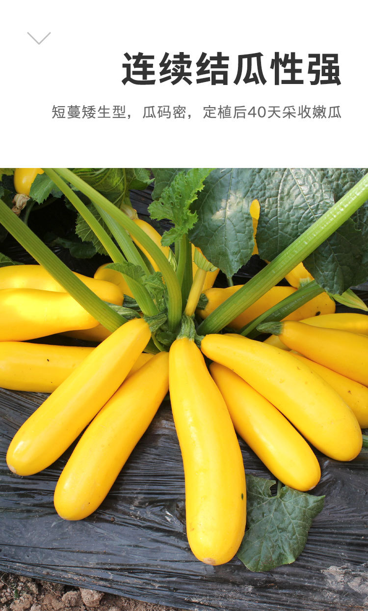 香蕉西葫芦种子瓜苗圆形黄西胡芦大全四季南方蔬菜种籽孑苗秧秧苗