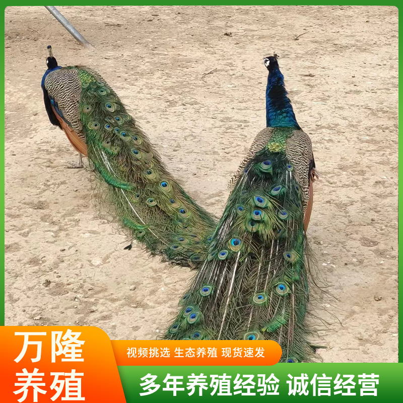 活体孔雀景区观赏五年孔雀孔雀养殖场出售景区展览孔雀孔雀苗价格