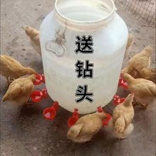 鸡鸭鹅自动水碗饮水器喂鸽子水碗鸟饮水器鹌鹑养殖设备鸡用饮水沈