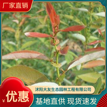 基地供应各种植物 种苗 基地直销 红叶柳树苗规格齐全