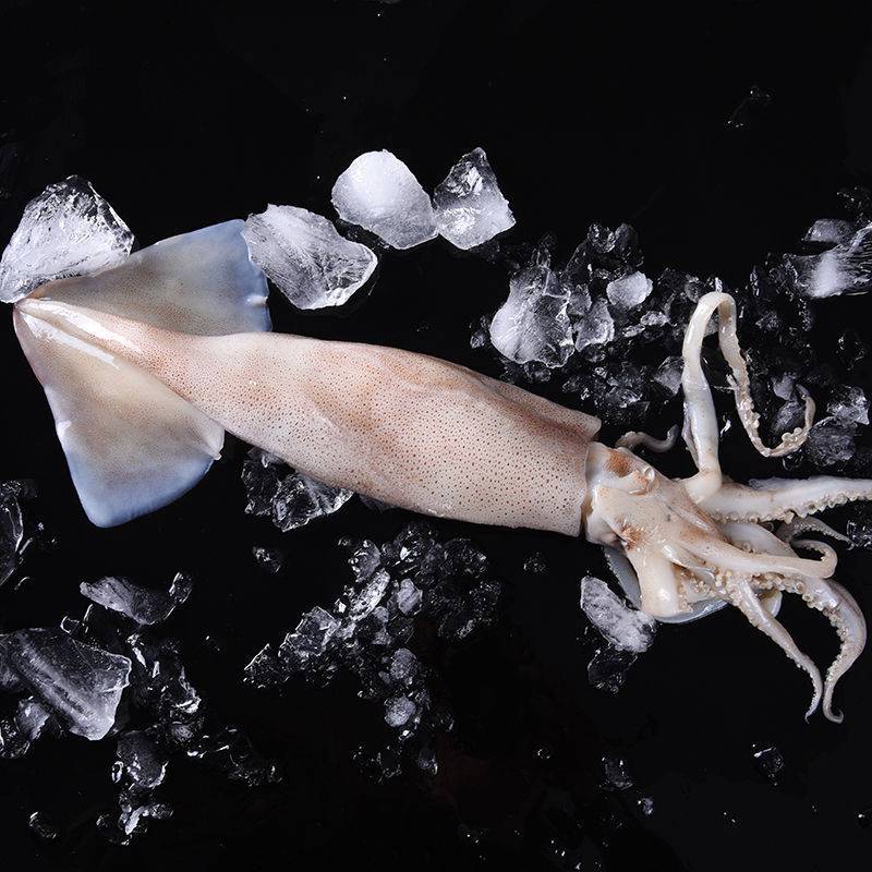 【无冰净重】海鲜鱿鱼新鲜大鱿鱼鲜活鲜鱿鱼尤鱼鱿鱼须鱿鱼头整