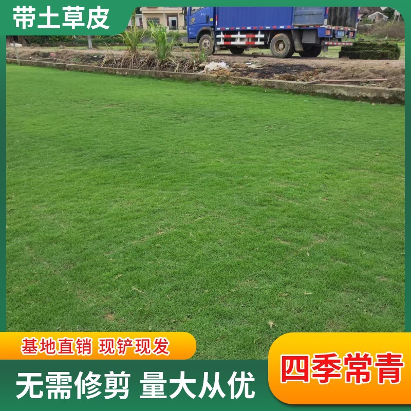 深圳真草皮草坪带泥土地毯草台湾草矮别墅花园庭院绿化草坪批发
