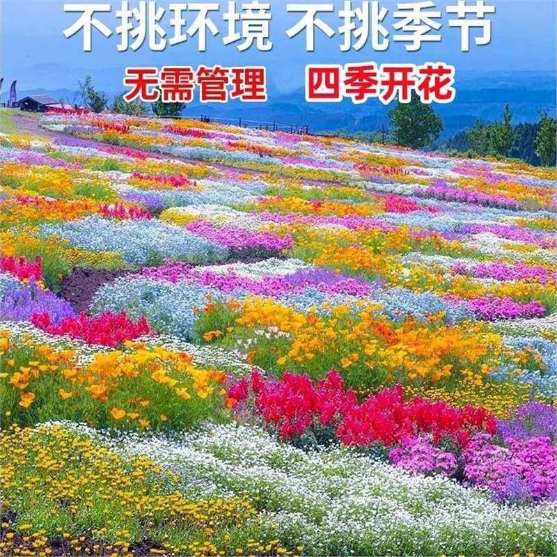 【跨境供货】野花组合四季种植开花室外庭院格桑花花籽太阳花种子