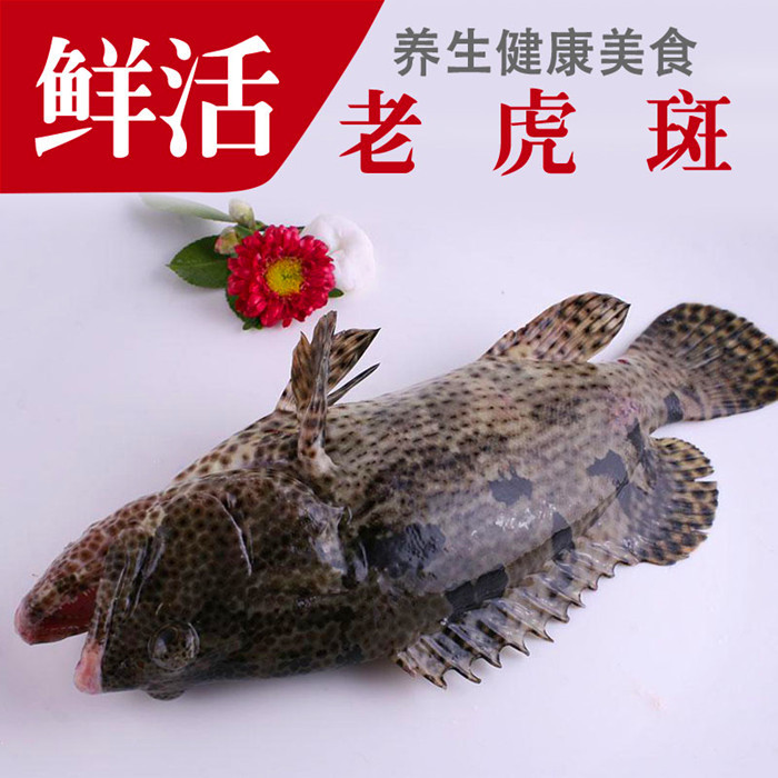 【搜鱼】正宗新鲜老虎斑石斑鱼海捕虎斑每条2斤-3斤按条卖