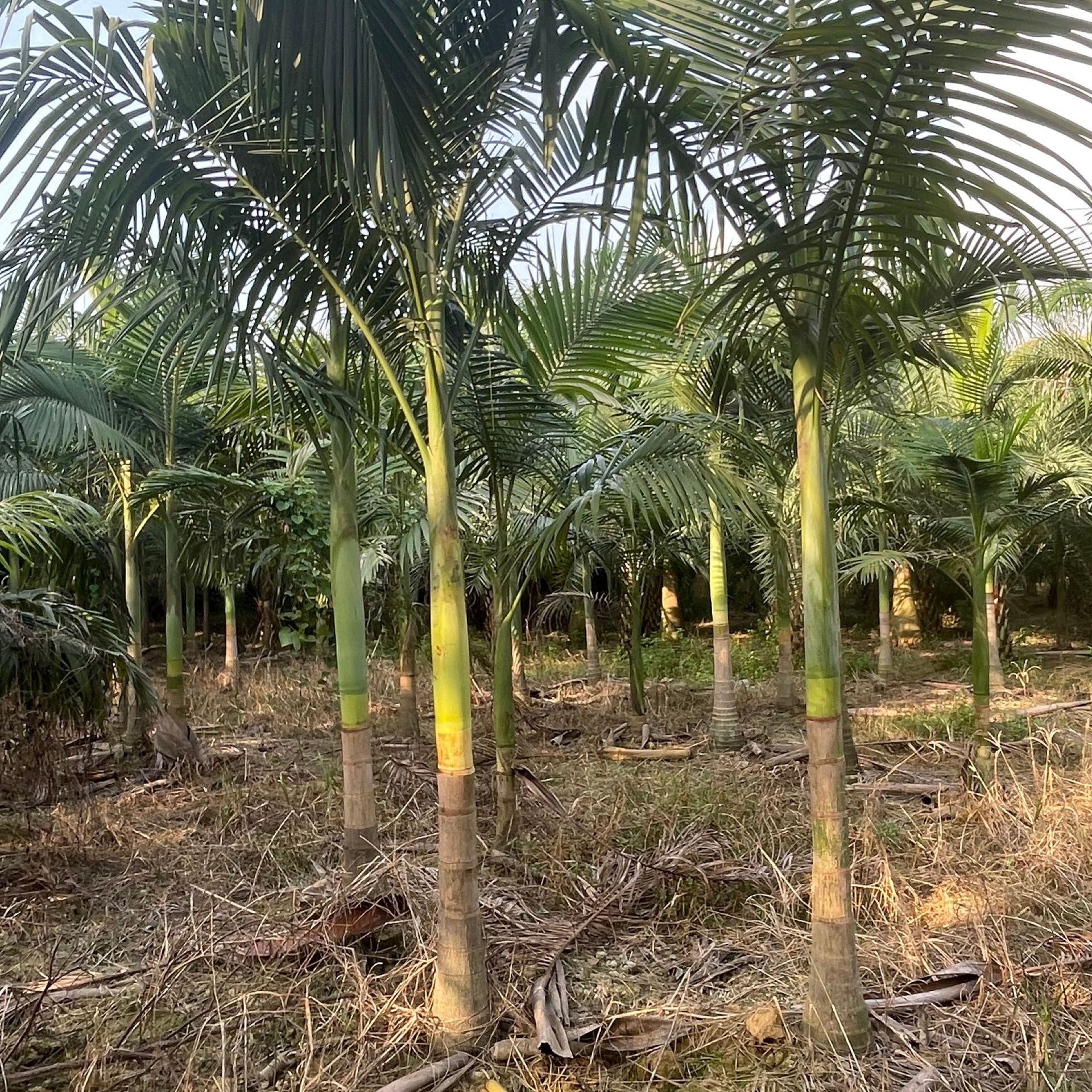 福建假槟榔产地批发1-5米杆假槟榔棕榈树热带植物景观树行道树