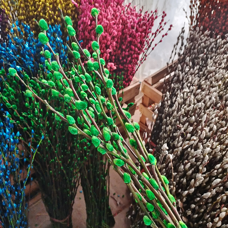 银柳基地真花鲜枝室内装饰新年年宵花卉水培四季开花银柳干花批发