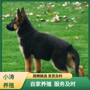 双血统德国牧羊犬幼犬活体大型犬警犬工作犬德牧幼犬批发价格
