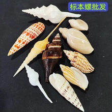 天然贝壳收藏标本螺地中海装饰工艺品配件 海螺