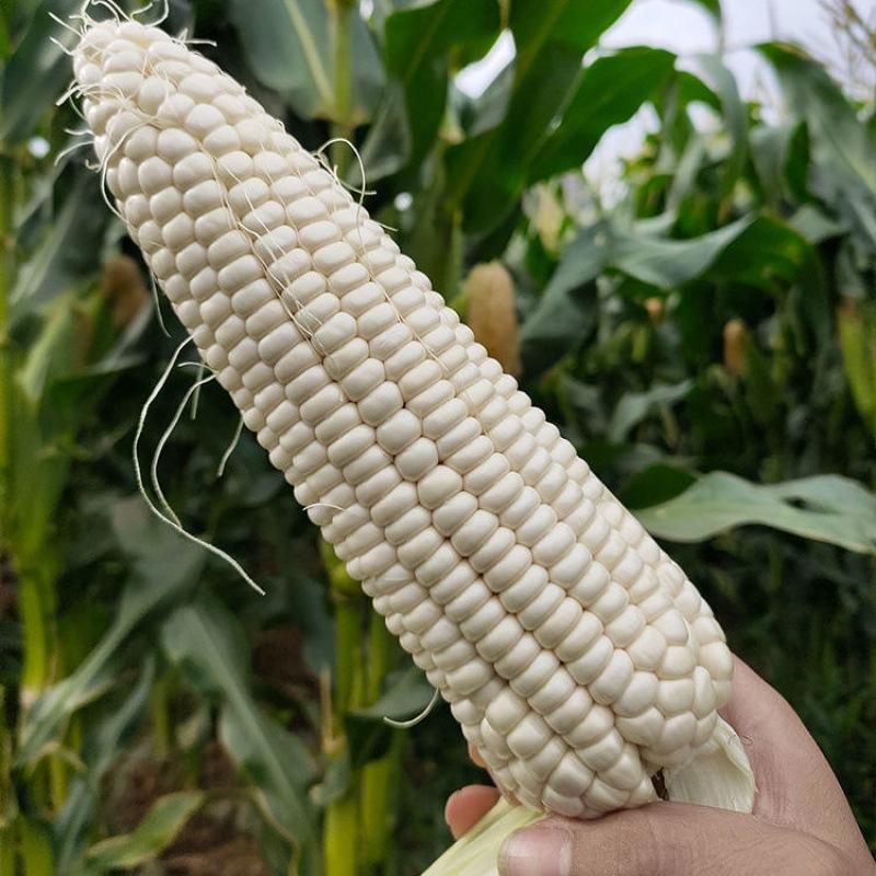 玉米棒批发现摘现发白糯玉米新鲜牛奶水果香甜粘非转基因苞谷整箱