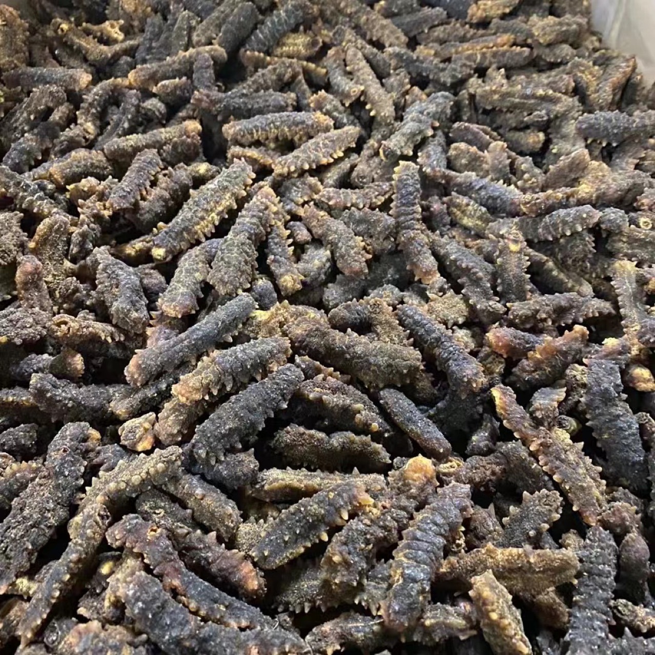 印尼刺王参 印尼刺王参 刺参 刺黄参 印尼海参淡干海参干货