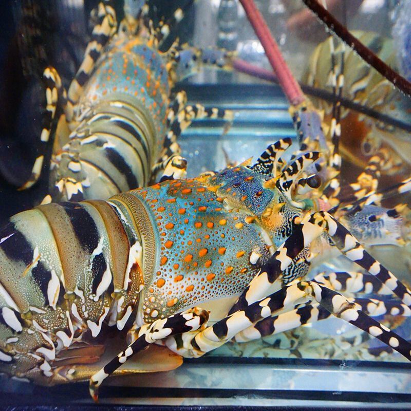 龙虾鲜活花龙澳洲大龙虾锦绣彩虹青龙高端海鲜过年过节礼品澳龙为什么