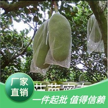 菠萝蜜海南万宁市防虫防寒木菠萝大冬瓜两头通热带水果大套袋