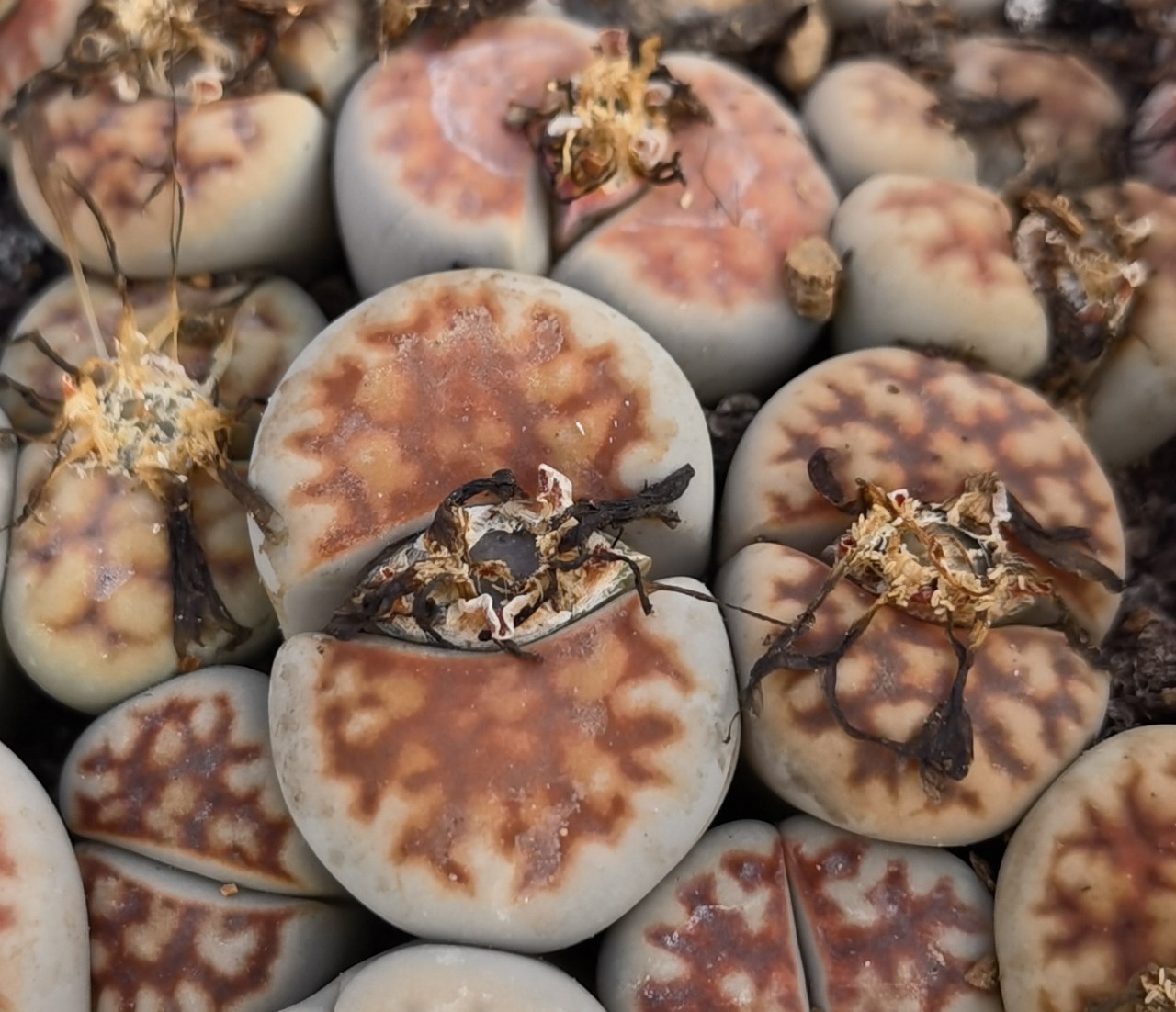 基地大棚多肉植物生石花巨大母本红窗玉带种荚花卉绿植园艺小盆栽