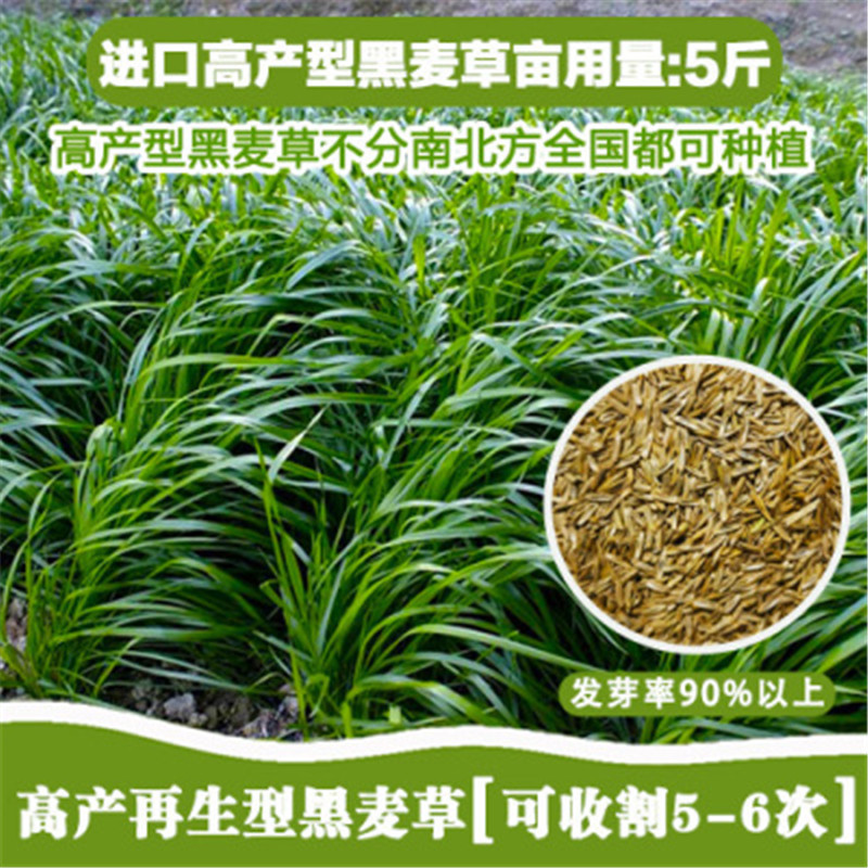 进口多年生黑麦草