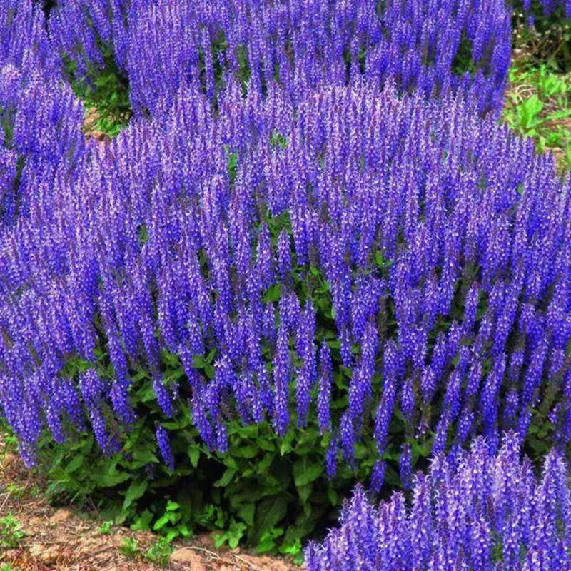 蓝花鼠尾草种子庭院室内室外阳台耐寒植物花种籽四季播蓝花卉花籽