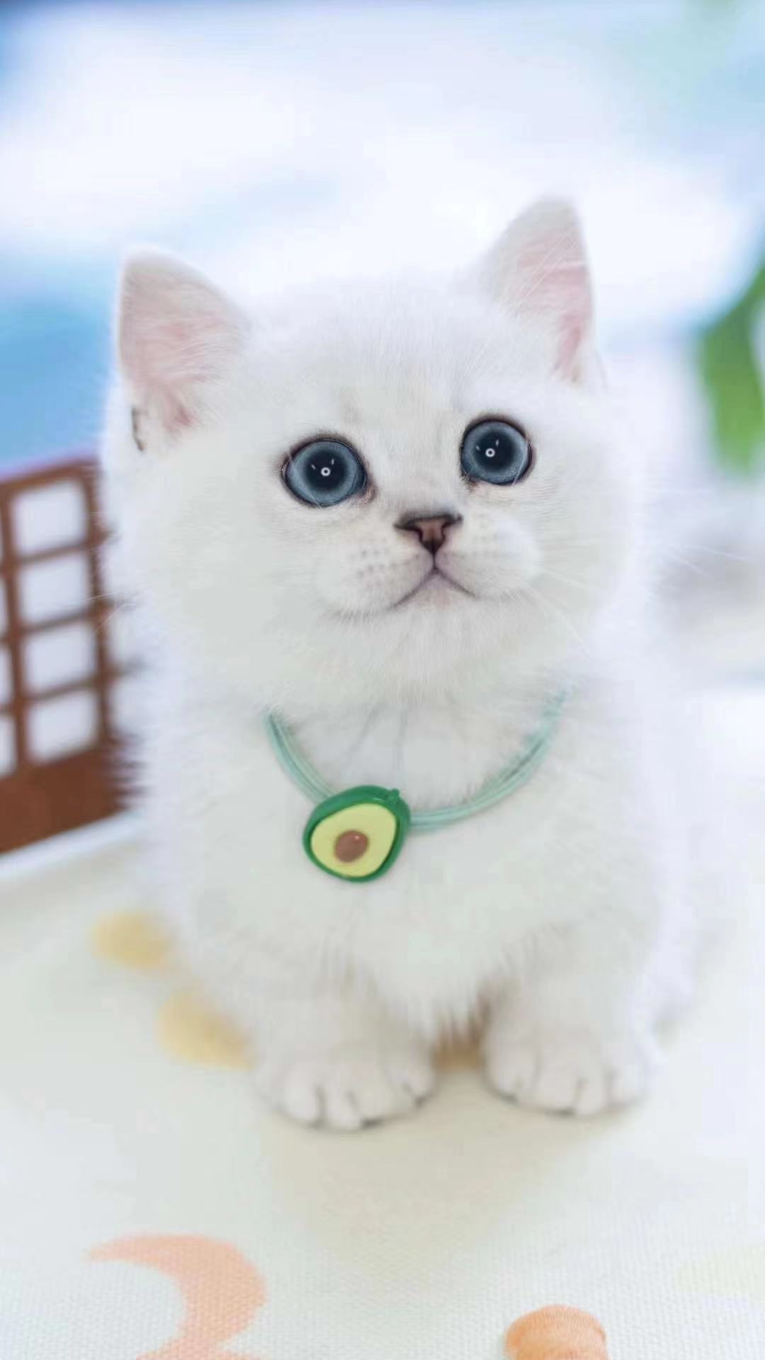 银渐层英短猫英国短毛猫折耳猫猫咪活物宠物猫幼崽活体纯种小奶猫