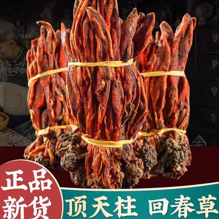 云南正宗回春草500g克不老草起阳草泡酒泡茶发批男性滋补泡酒料