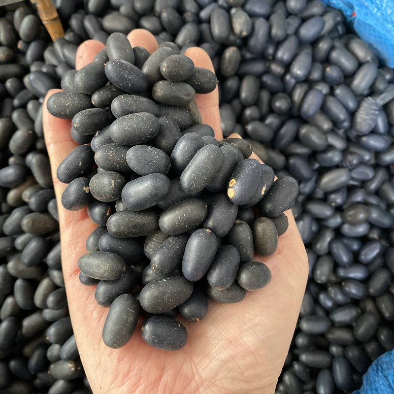 双肾子1斤500克 广西双肾子石莲子阴阳子苦石莲泡酒药材批发