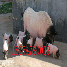 批发活体巴马香猪三个月的巴马香猪价格二元三元猪出售养殖场直销