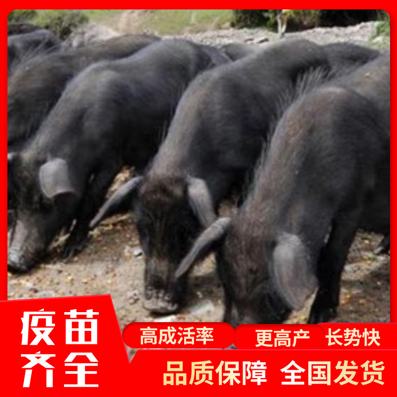 黑猪幼仔活体 正宗土黑猪 散养跑山猪 纯种藏香猪养殖场 香猪价格