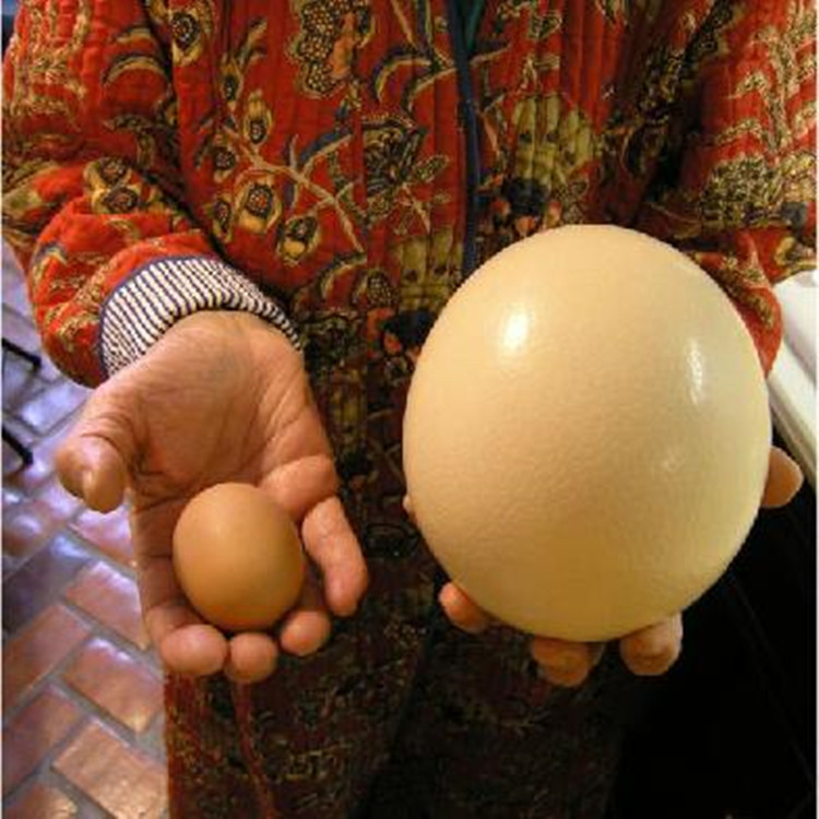 新鲜鸵鸟蛋出售 鸵鸟蛋适合送老人 孕妇 小孩都可以吃 营养高