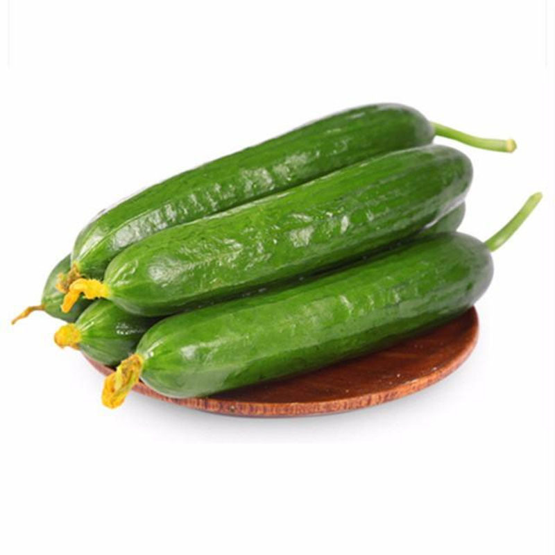 产地直发寿光水果黄瓜荷兰小青瓜新鲜采摘令新鲜蔬菜一件代发