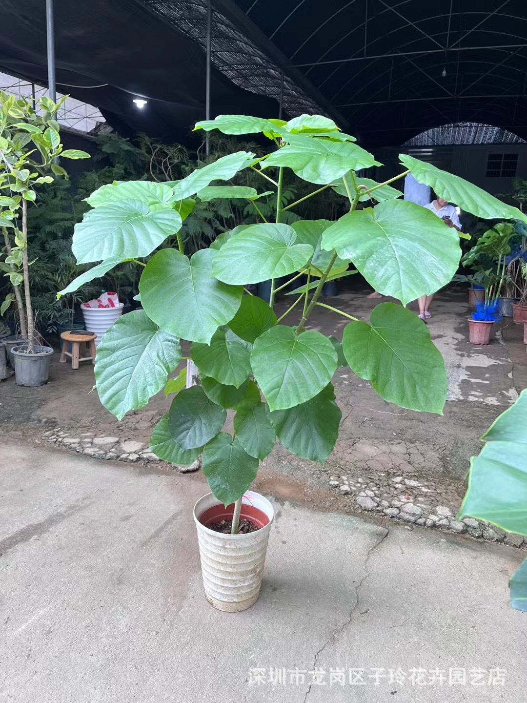 网红老桩爱心榕盆栽心叶伞榕树大叶植物北欧室内爱心榕绿植盆栽批