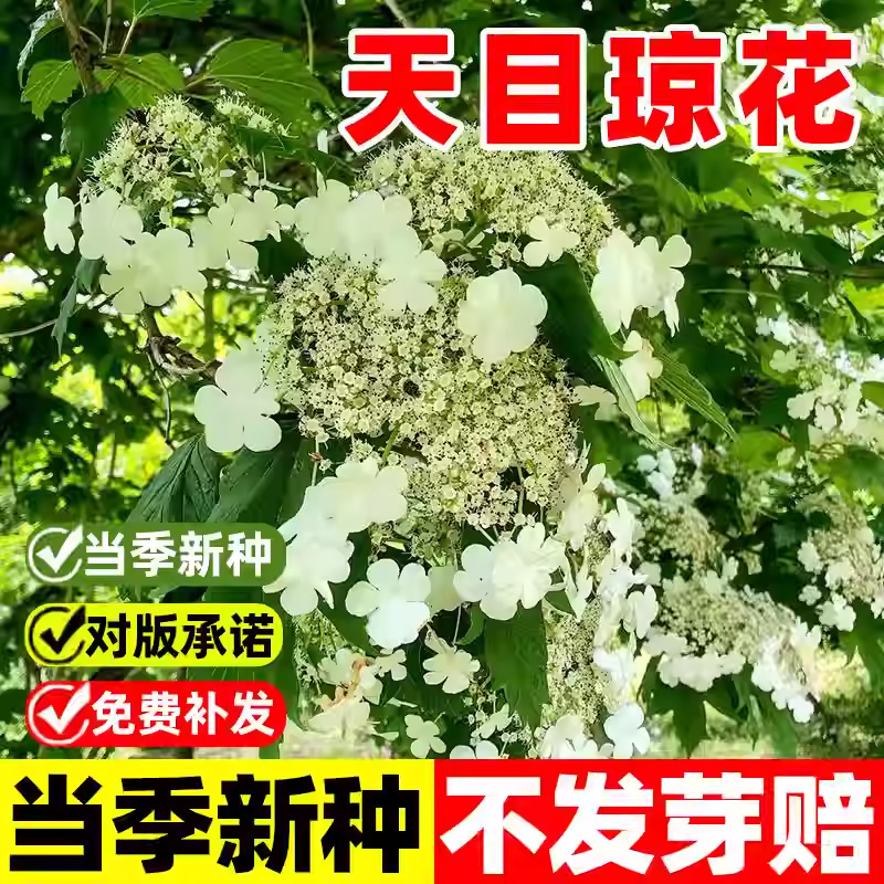 天目琼花种子庭院大花花卉中华乔木本绣球花树盆栽斗球马球琼花籽