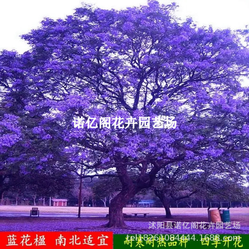 蓝花楹树苗正宗名贵树苗蓝雾树 凤凰木 红花楹庭院风景花木树苗