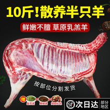 新鲜现杀半只羊内蒙古羊肉10斤羊排羊蝎子整只羊腿烧烤食材全羊