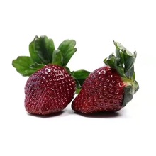 黑珍珠脱毒草莓种苗穴盘苗原原种原种一代二代种苗裸根苗生产苗
