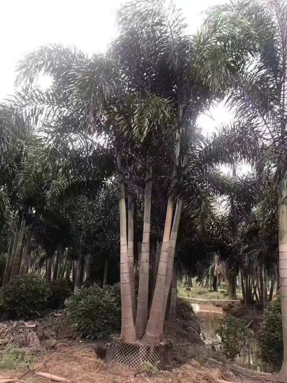 2103基地供应多杆45杆丛生狐尾椰子假植苗56米高容器苗