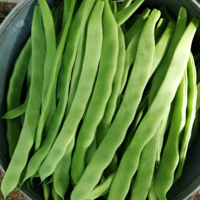 新品大促新鲜芸豆现摘先发扁芸豆大扁无丝豆四季豆1-5斤 无筋架豆