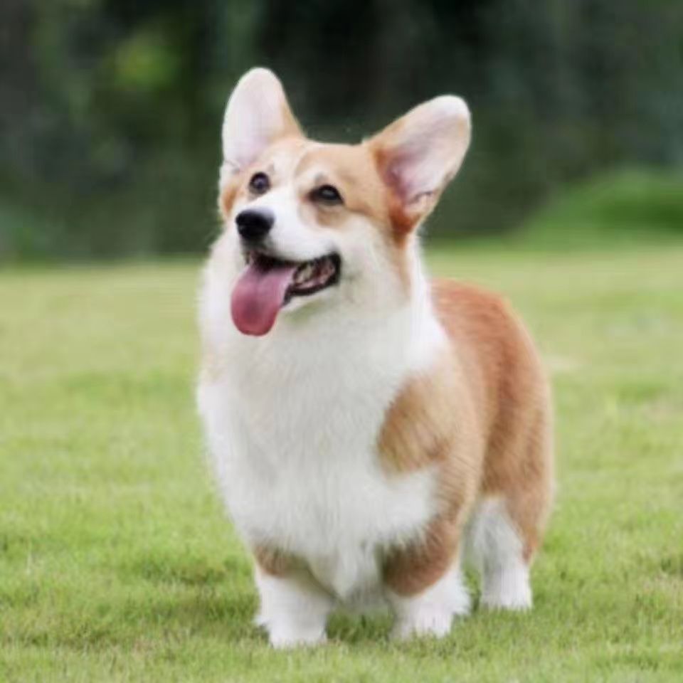 纯种柯基幼犬小型犬双色柯基活体宠物狗狗短腿柯基幼犬三色柯基犬