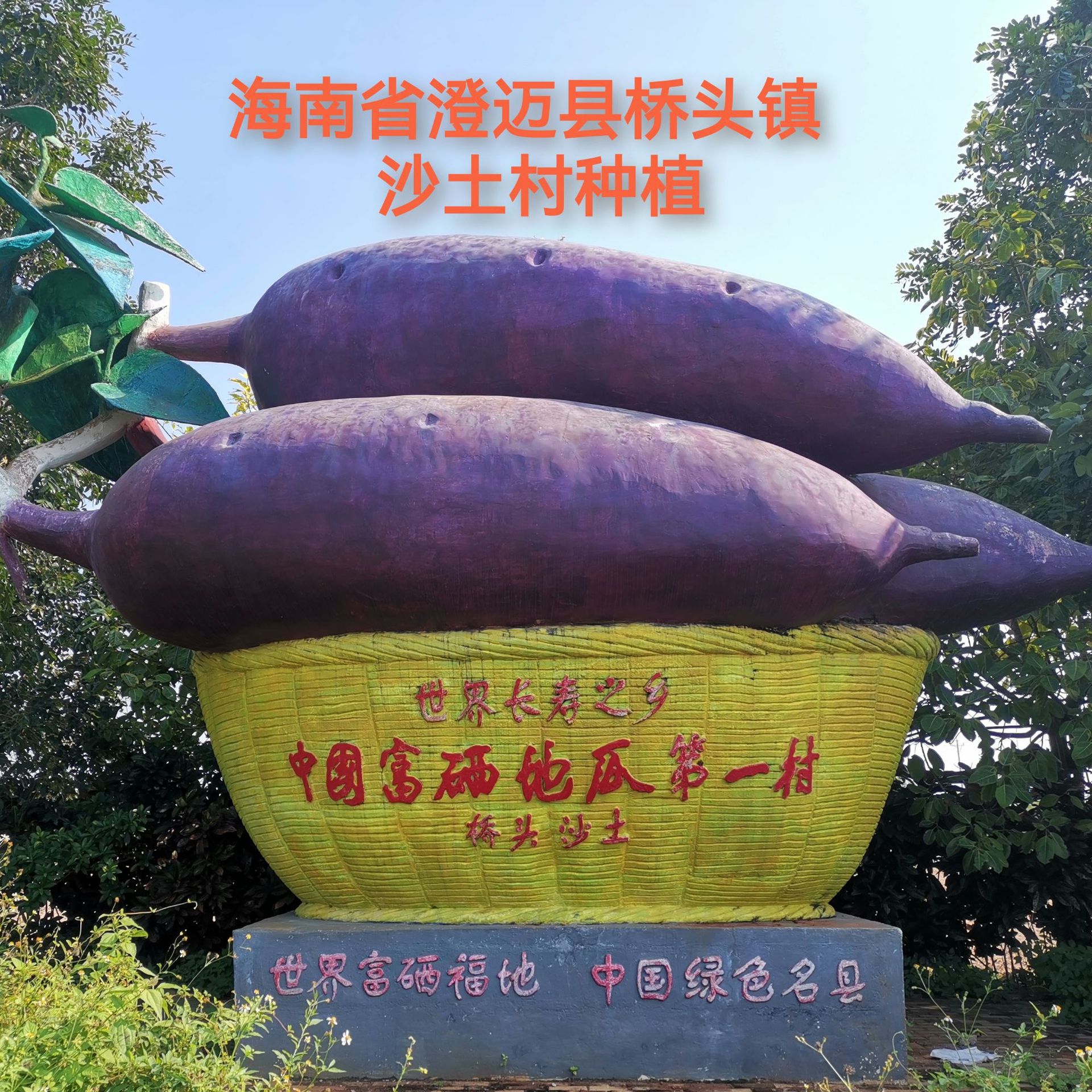 海南正宗富硒桥头地瓜沙地红薯现挖新鲜板栗番薯精品果一件代发
