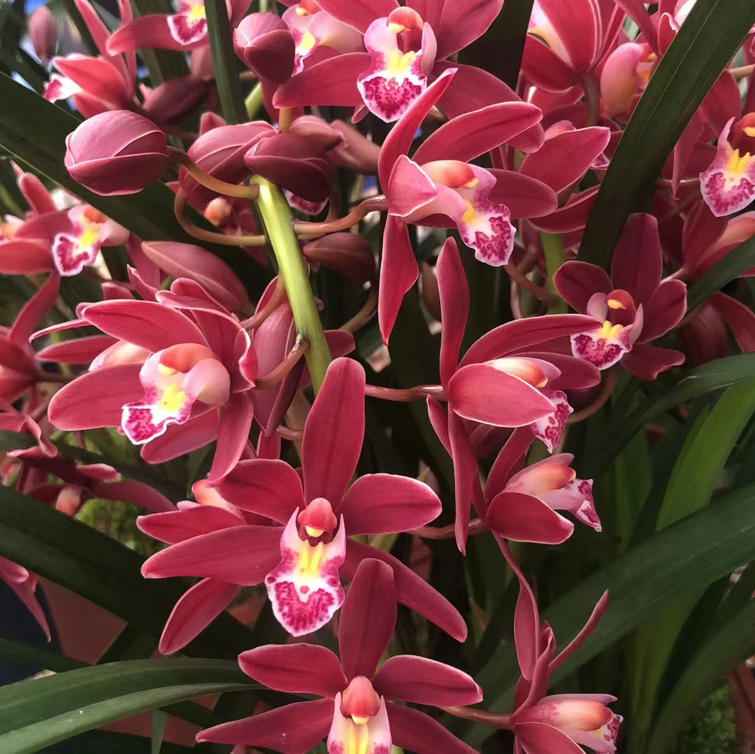 红双喜兰花苗大花蕙兰花卉四季好养活室内阳台绿植盆栽-阿里巴巴