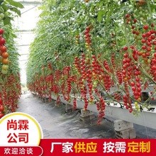草莓西红柿育苗基质种植槽 pvc番茄栽培槽 草莓立体种植槽架厂家