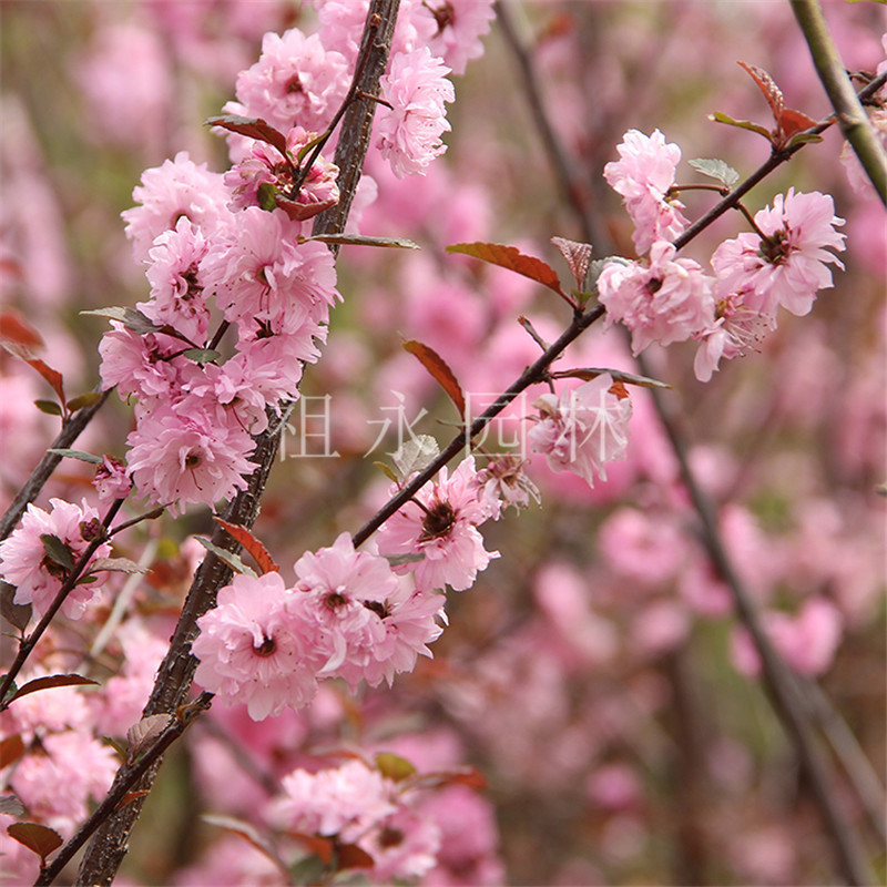 榆叶梅树苗公园观赏梅花树庭院嫁接红梅盆景绿化工程植物美人梅树