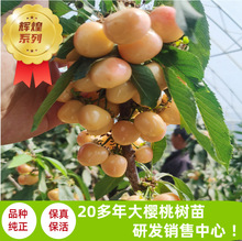 辉煌樱桃树苗基地批发适合南北方种植吉塞拉砧木辉煌樱桃树苗