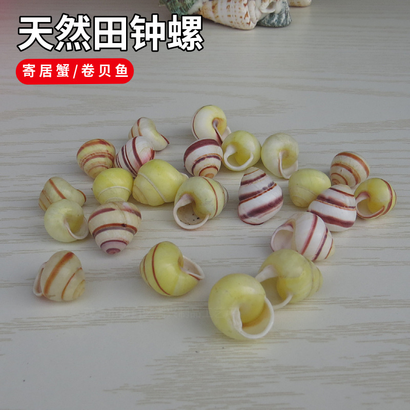 菲律宾贝沙粉砂螺贝微贝贝壳芋螺宝螺笋螺酸浆贝红色赤疆贝可单选