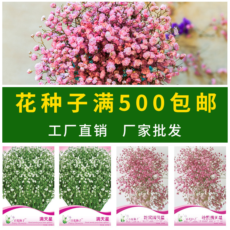 花卉种子 盆栽 花种子批发 花种子包装 满天星种子 花卉种子 50粒