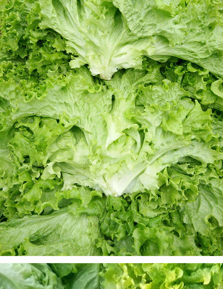 软尾生菜种子农田菜园脆嫩清香无纤维生菜种子蔬菜种子