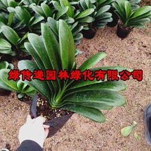 君子兰苗室内绿植花卉高档植物吸甲醇兰花盆栽精品君子兰花苗盆栽