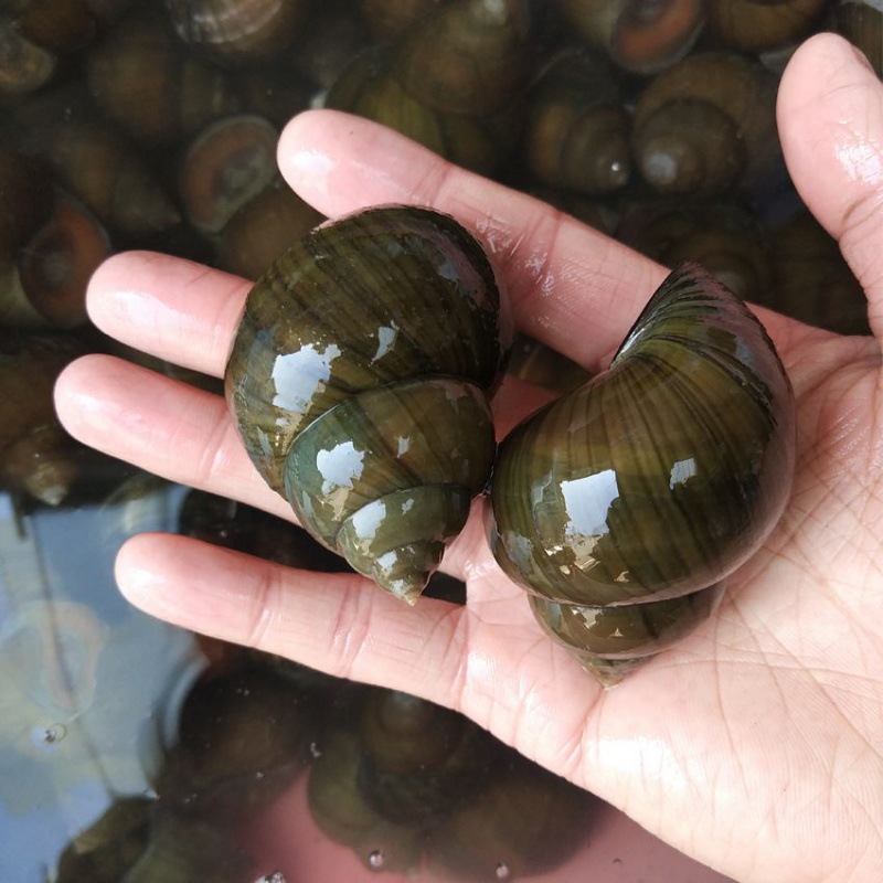 田螺鲜活新鲜大田螺大活肉观赏藻大号野外大泥螺批发速卖通跨境