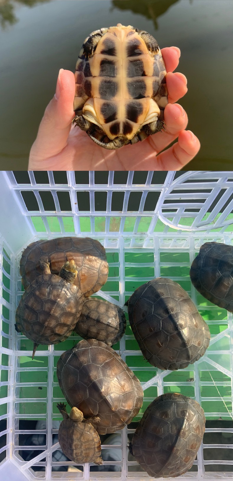 品种石金钱龟是否进口否商品属性商品属性商品描述价格说明订购说明