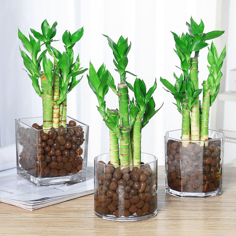 水养带根荷花竹小型盆栽文昌竹室内花卉好养绿植水培植物富贵竹子
