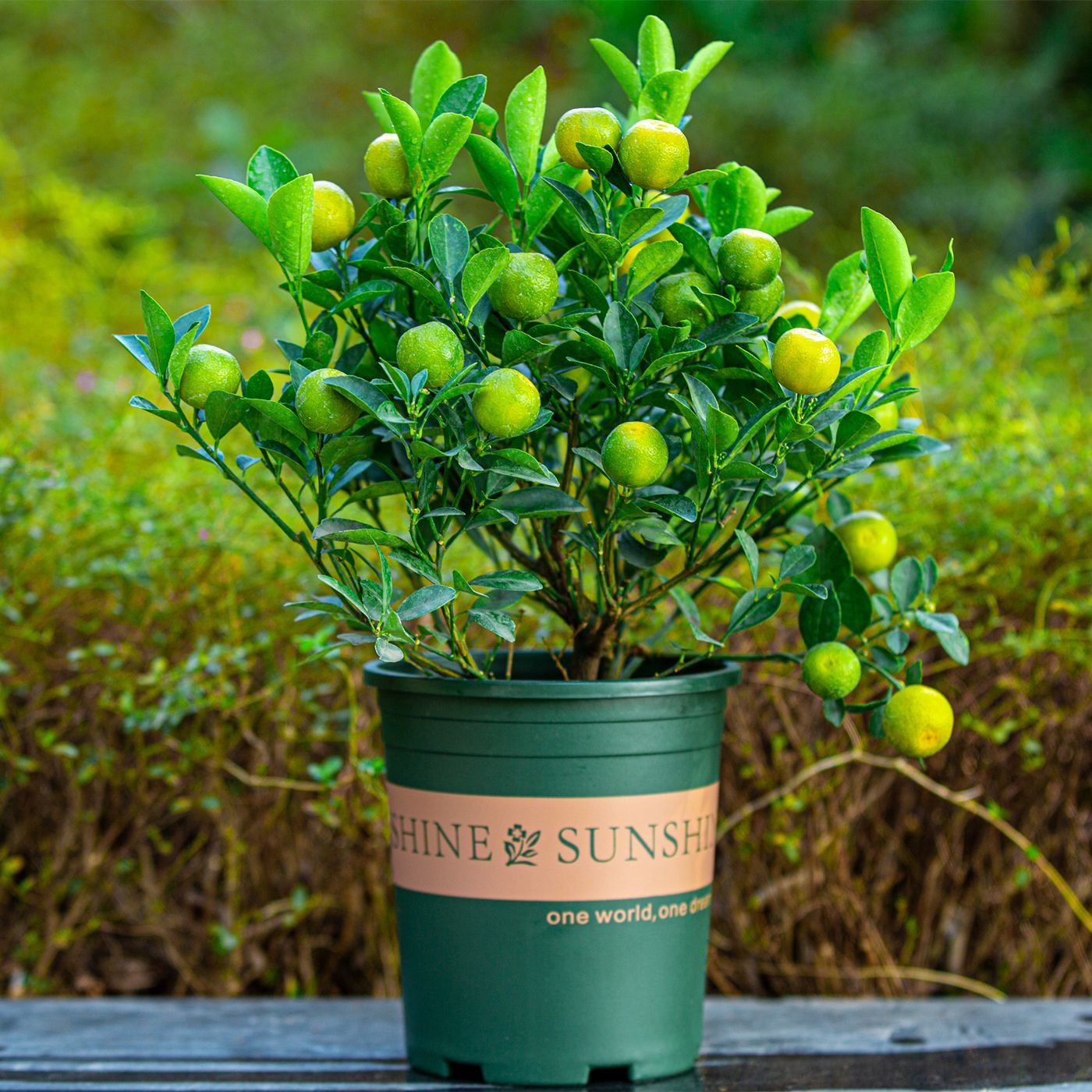 金桔树盆栽带果发货室内客厅植物可食用脆皮金桔树树苗四季观赏