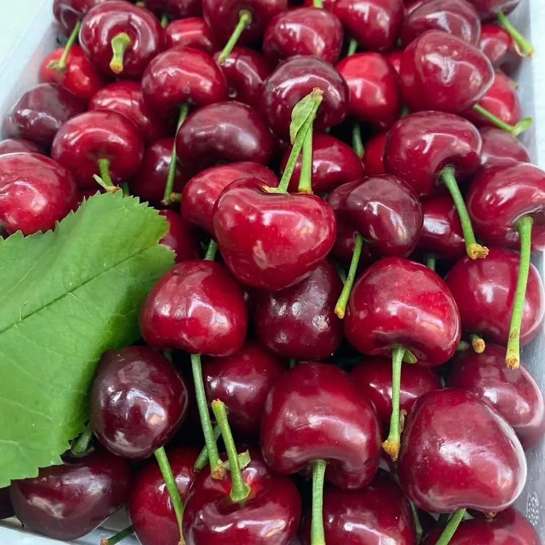 3斤包邮国产大樱桃水果新鲜美早车厘子当季现摘整箱应季水果