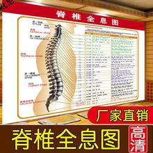 化尼人体脊椎全息图神经分布图脊柱相关疾病示意图中医养生墙贴挂